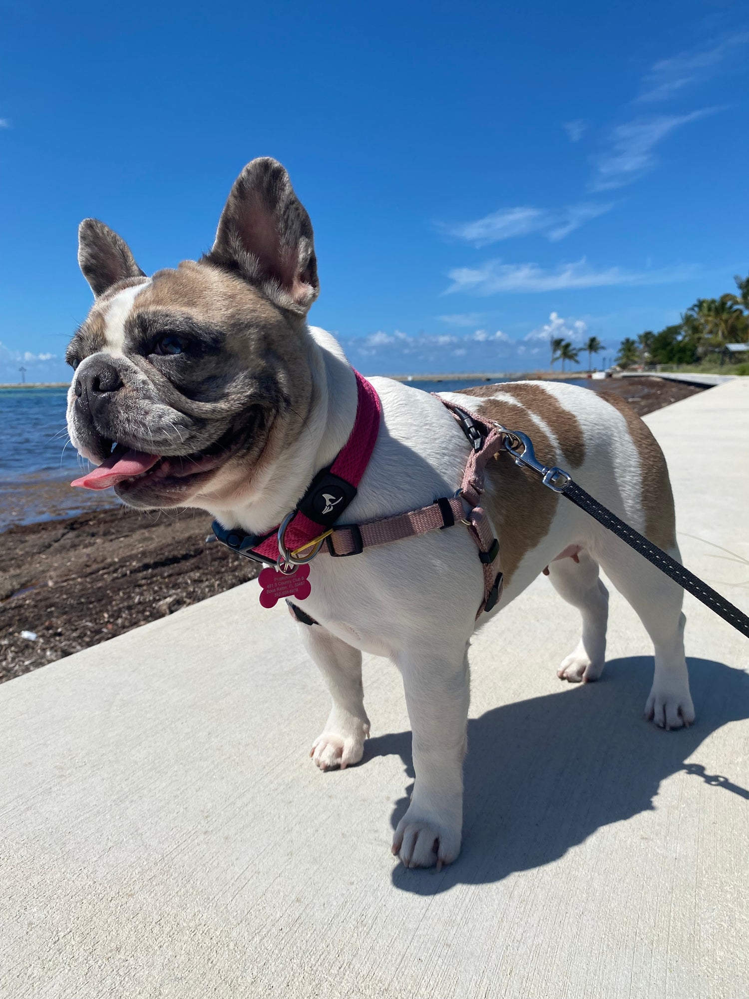 Candy walking at the beach