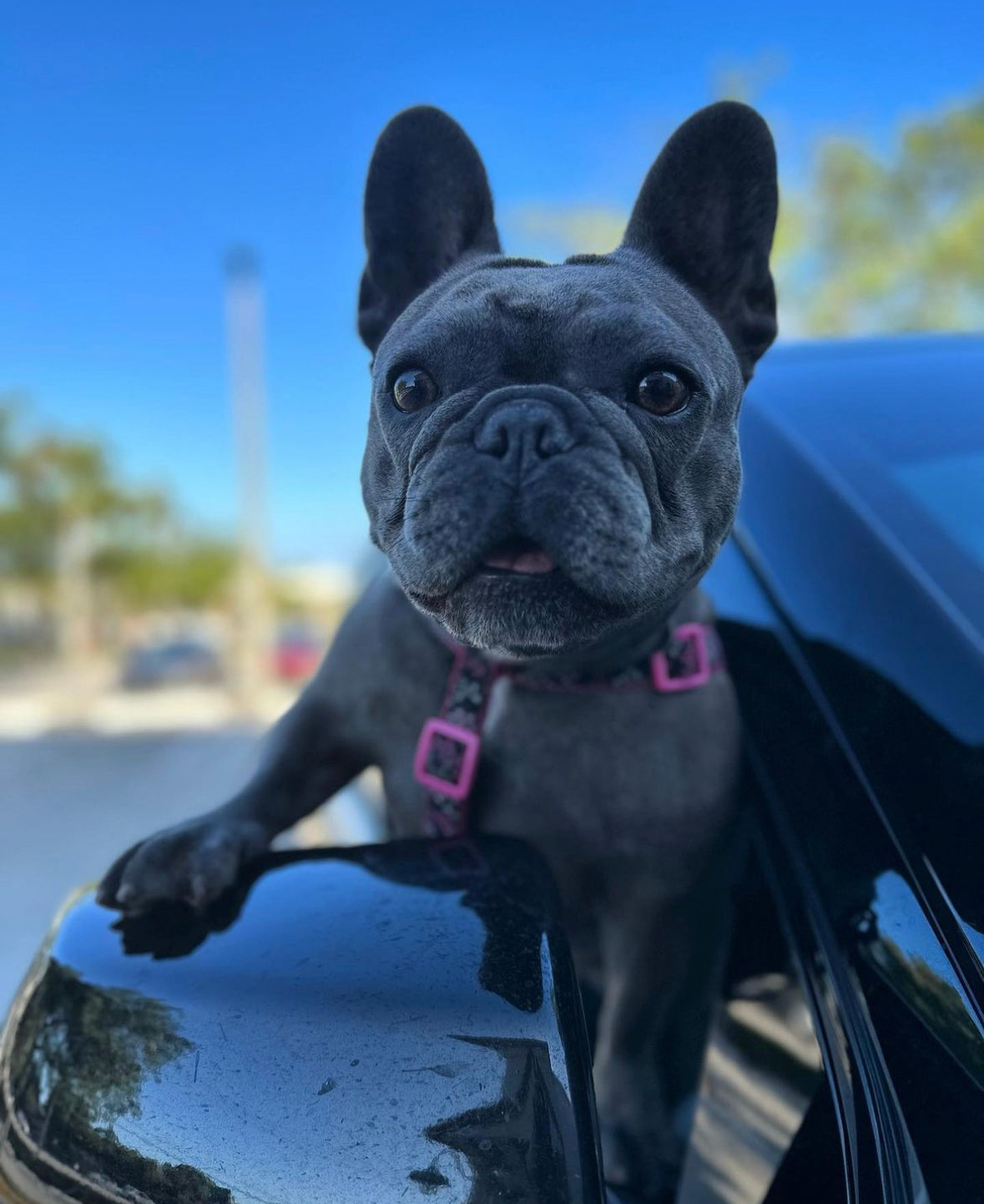 Chloe looking out the car window