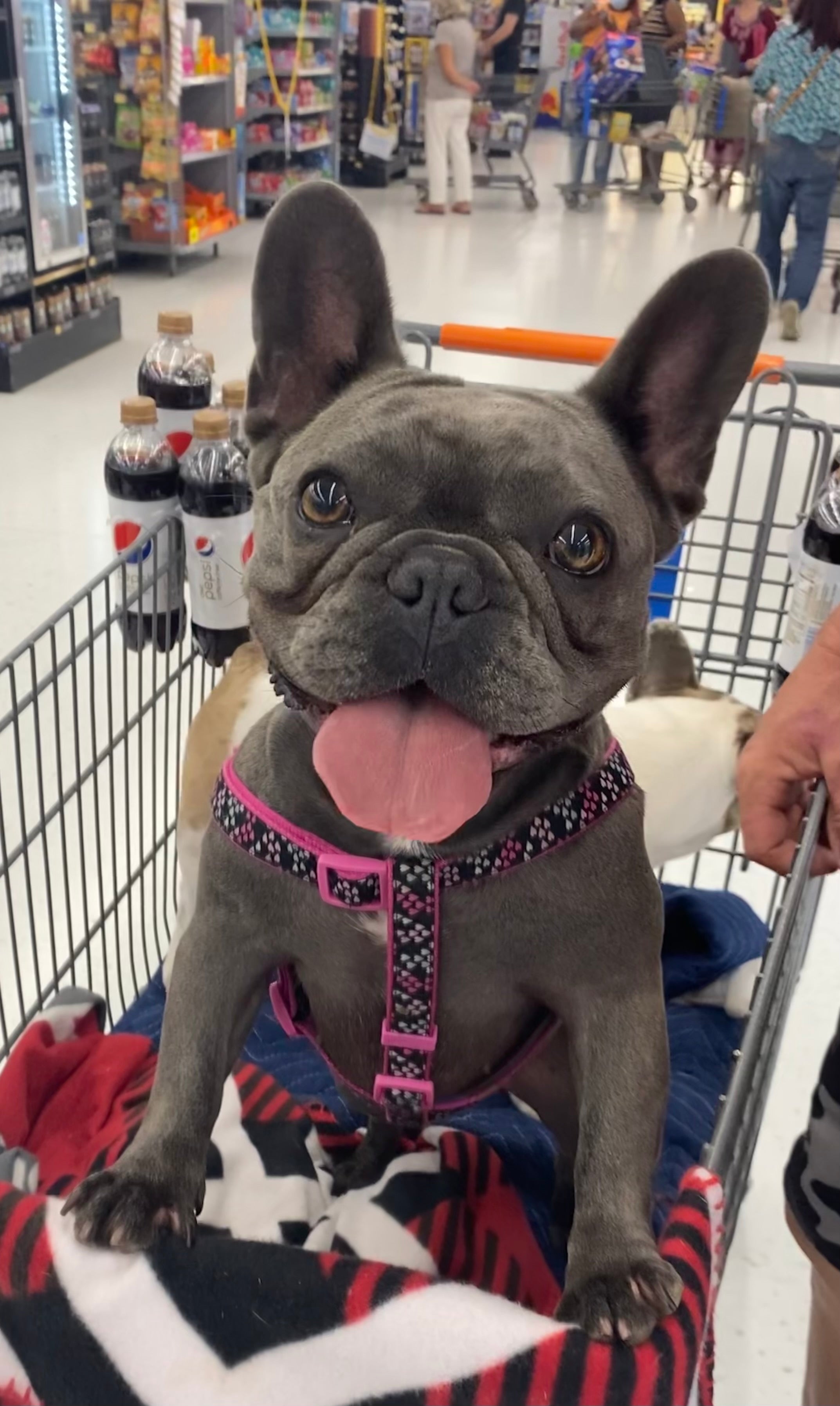 Chloe sitting in grocery cart